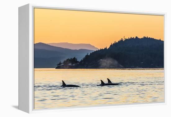 Transient Killer Whales (Orcinus Orca) Surfacing at Sunset-Michael Nolan-Framed Premier Image Canvas