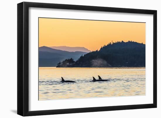 Transient Killer Whales (Orcinus Orca) Surfacing at Sunset-Michael Nolan-Framed Photographic Print