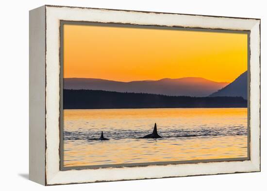 Transient Killer Whales (Orcinus Orca) Surfacing at Sunset-Michael Nolan-Framed Premier Image Canvas