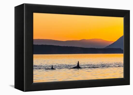 Transient Killer Whales (Orcinus Orca) Surfacing at Sunset-Michael Nolan-Framed Premier Image Canvas