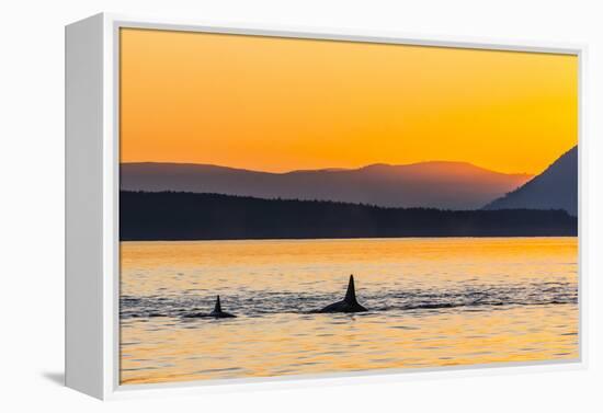 Transient Killer Whales (Orcinus Orca) Surfacing at Sunset-Michael Nolan-Framed Premier Image Canvas