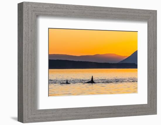 Transient Killer Whales (Orcinus Orca) Surfacing at Sunset-Michael Nolan-Framed Photographic Print