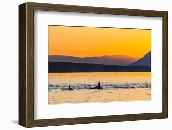 Transient Killer Whales (Orcinus Orca) Surfacing at Sunset-Michael Nolan-Framed Photographic Print