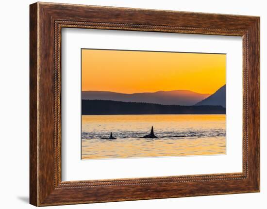 Transient Killer Whales (Orcinus Orca) Surfacing at Sunset-Michael Nolan-Framed Photographic Print