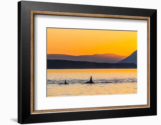 Transient Killer Whales (Orcinus Orca) Surfacing at Sunset-Michael Nolan-Framed Photographic Print