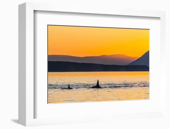 Transient Killer Whales (Orcinus Orca) Surfacing at Sunset-Michael Nolan-Framed Photographic Print