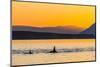 Transient Killer Whales (Orcinus Orca) Surfacing at Sunset-Michael Nolan-Mounted Photographic Print