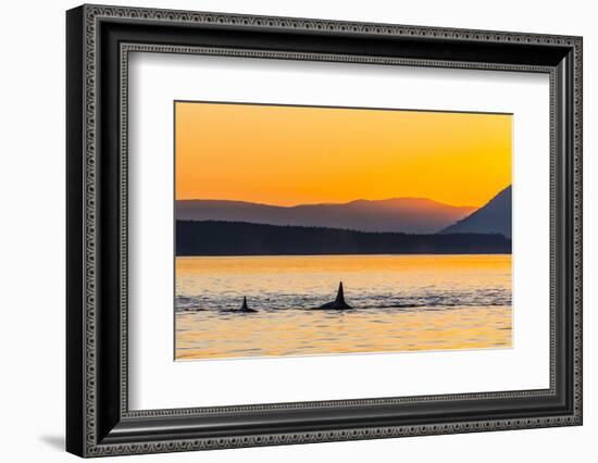 Transient Killer Whales (Orcinus Orca) Surfacing at Sunset-Michael Nolan-Framed Photographic Print