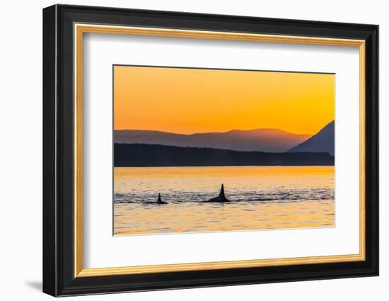 Transient Killer Whales (Orcinus Orca) Surfacing at Sunset-Michael Nolan-Framed Photographic Print