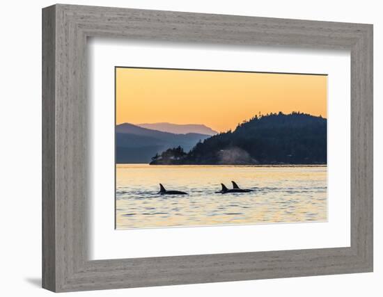 Transient Killer Whales (Orcinus Orca) Surfacing at Sunset-Michael Nolan-Framed Photographic Print