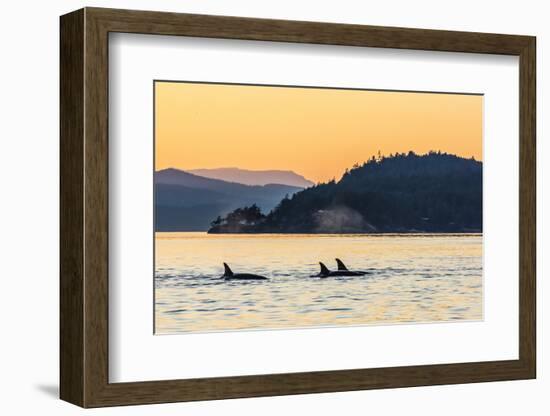 Transient Killer Whales (Orcinus Orca) Surfacing at Sunset-Michael Nolan-Framed Photographic Print