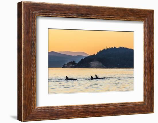 Transient Killer Whales (Orcinus Orca) Surfacing at Sunset-Michael Nolan-Framed Photographic Print