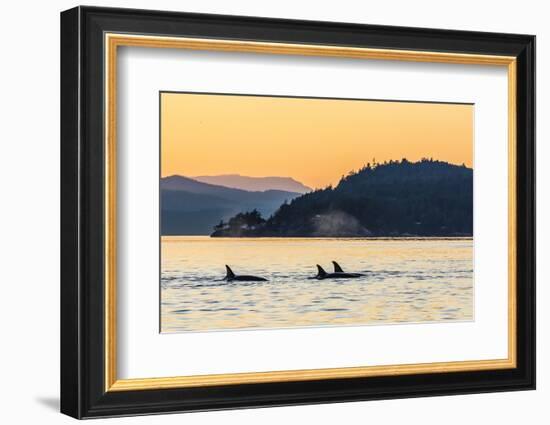 Transient Killer Whales (Orcinus Orca) Surfacing at Sunset-Michael Nolan-Framed Photographic Print