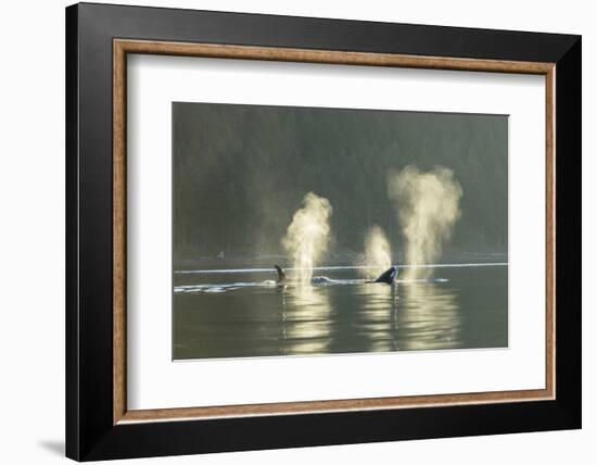 Transient Orca Killer Whales, Pacific Northwest-Stuart Westmorland-Framed Photographic Print