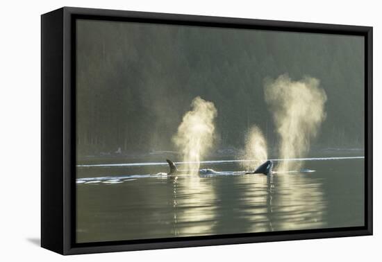 Transient Orca Killer Whales, Pacific Northwest-Stuart Westmorland-Framed Premier Image Canvas