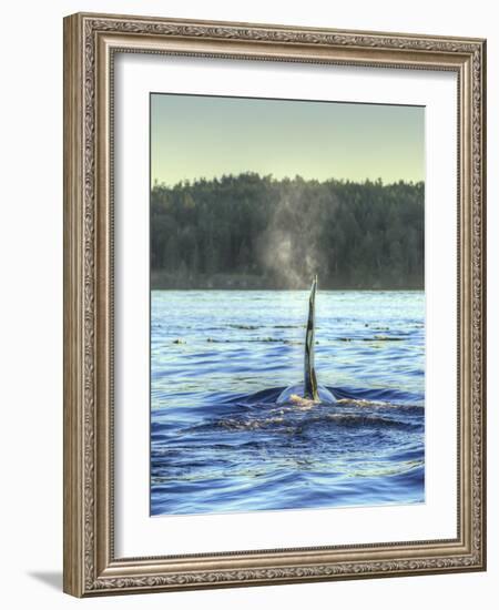 Transient Orca Whales near D'Arcy Island, Gulf Island National Park Reserve, British Columbia, Cana-Stuart Westmorland-Framed Photographic Print