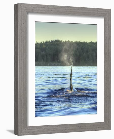 Transient Orca Whales near D'Arcy Island, Gulf Island National Park Reserve, British Columbia, Cana-Stuart Westmorland-Framed Photographic Print