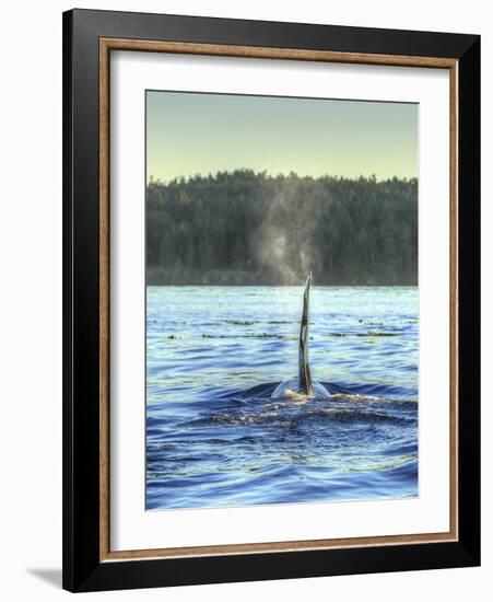 Transient Orca Whales near D'Arcy Island, Gulf Island National Park Reserve, British Columbia, Cana-Stuart Westmorland-Framed Photographic Print