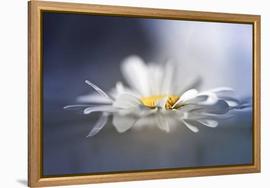 Transient Reflections-Valda Bailey-Framed Premier Image Canvas