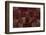 Transitions In Ruby-Doug Chinnery-Framed Photographic Print