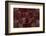 Transitions In Ruby-Doug Chinnery-Framed Photographic Print