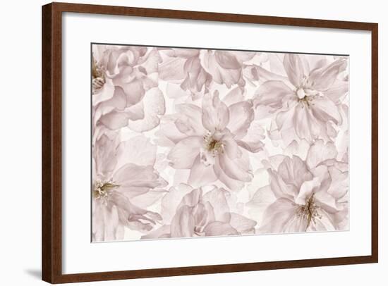 Translucent Cherry Blossom-Cora Niele-Framed Photographic Print