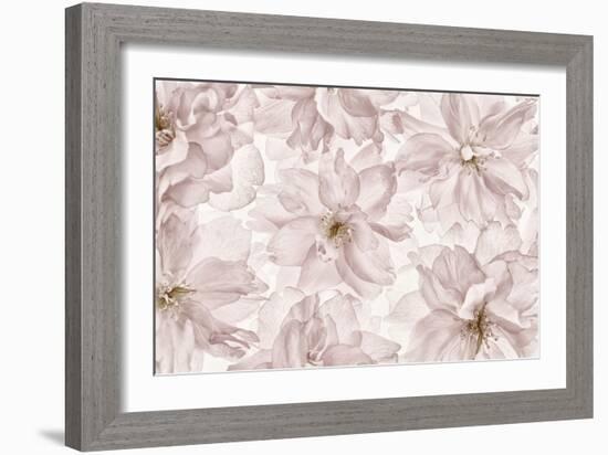 Translucent Cherry Blossom-Cora Niele-Framed Photographic Print