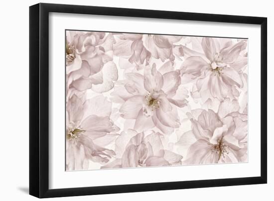 Translucent Cherry Blossom-Cora Niele-Framed Photographic Print