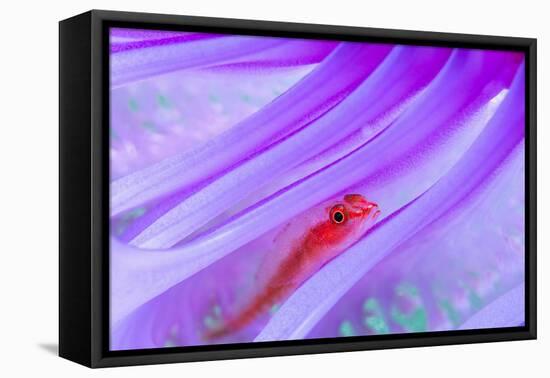 Translucent coral goby in Seapen, Indonesia-Georgette Douwma-Framed Premier Image Canvas