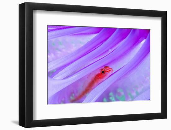 Translucent coral goby in Seapen, Indonesia-Georgette Douwma-Framed Photographic Print