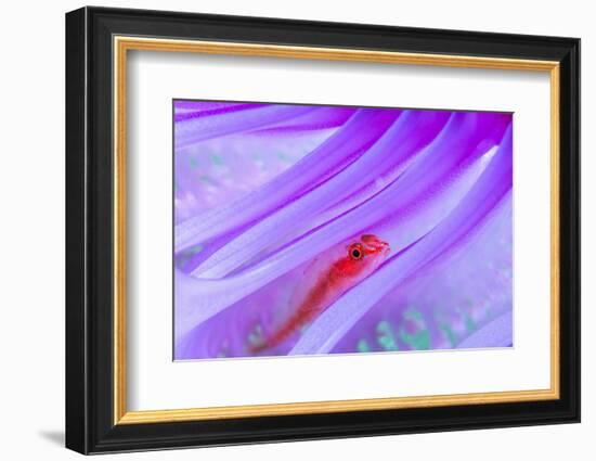 Translucent coral goby in Seapen, Indonesia-Georgette Douwma-Framed Photographic Print