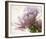 Translucent Peony I-Debra Van Swearingen-Framed Photo