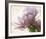 Translucent Peony I-Debra Van Swearingen-Framed Photo