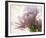 Translucent Peony I-Debra Van Swearingen-Framed Photo