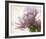 Translucent Peony I-Debra Van Swearingen-Framed Photo