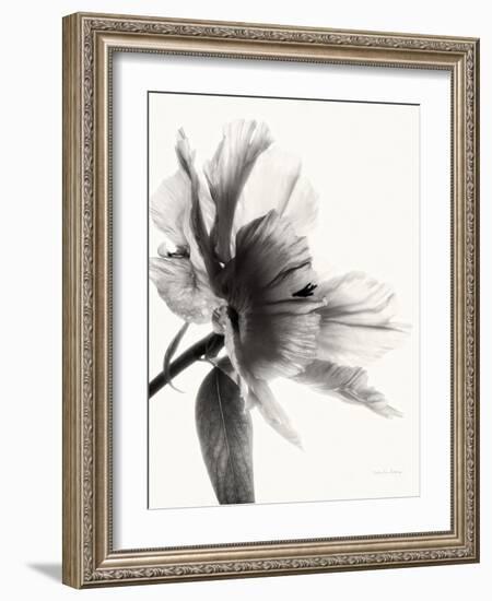 Translucent Peony IIBW-Debra Swearingen-Framed Art Print