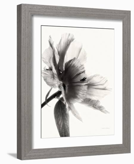 Translucent Peony IIBW-Debra Swearingen-Framed Art Print