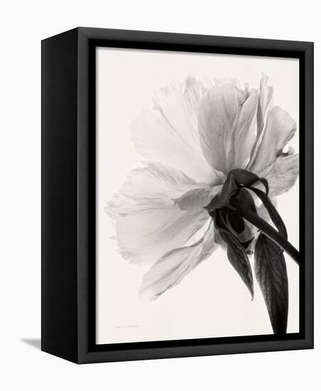 Translucent Peony III-Debra Van Swearingen-Framed Stretched Canvas