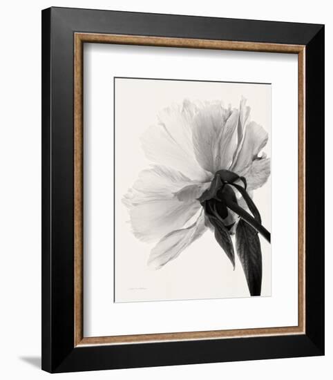 Translucent Peony III-Debra Van Swearingen-Framed Photo