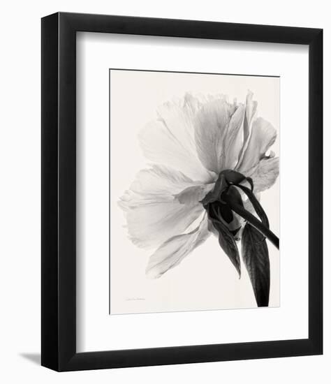 Translucent Peony III-Debra Van Swearingen-Framed Photo