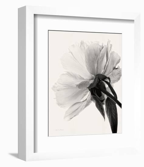 Translucent Peony III-Debra Van Swearingen-Framed Photo