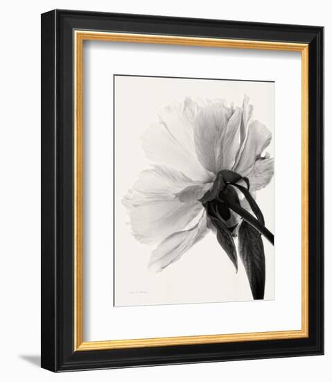 Translucent Peony III-Debra Van Swearingen-Framed Photo