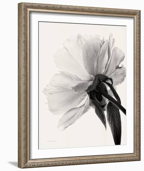 Translucent Peony III-Debra Van Swearingen-Framed Photo