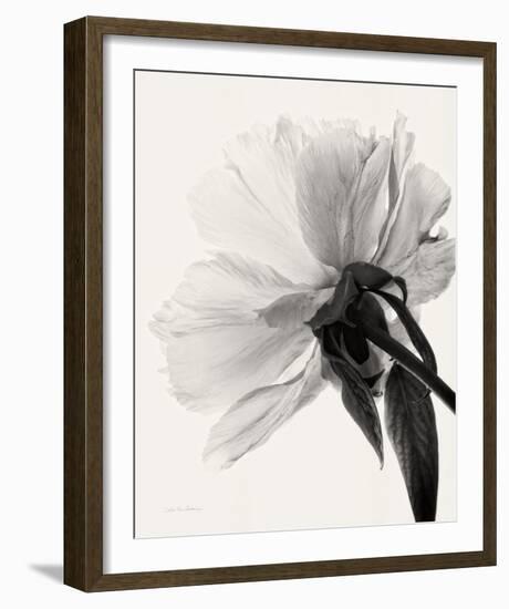 Translucent Peony III-Debra Van Swearingen-Framed Photo