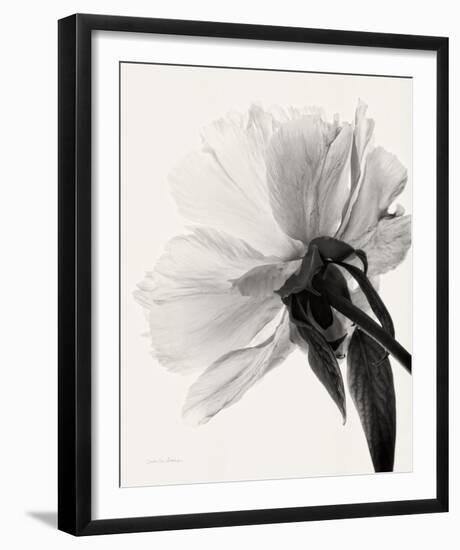 Translucent Peony III-Debra Van Swearingen-Framed Photo