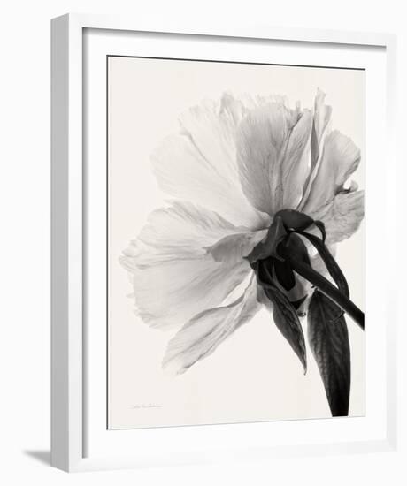 Translucent Peony III-Debra Van Swearingen-Framed Photo