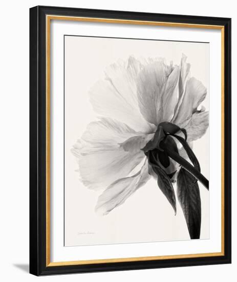 Translucent Peony III-Debra Van Swearingen-Framed Photo