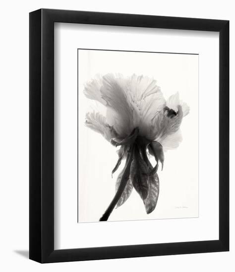 Translucent Peony VII-Debra Van Swearingen-Framed Photo