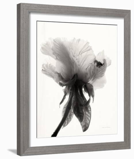 Translucent Peony VII-Debra Van Swearingen-Framed Photo