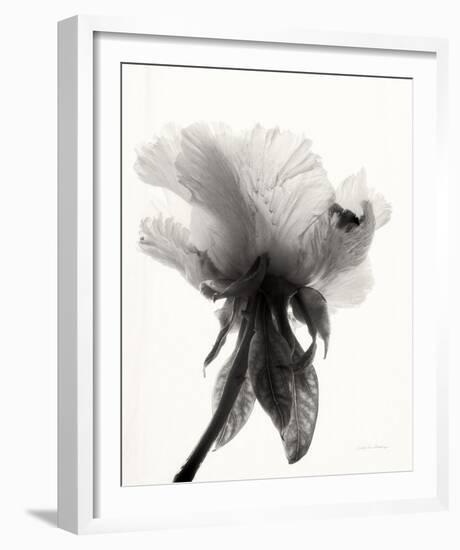 Translucent Peony VII-Debra Van Swearingen-Framed Photo